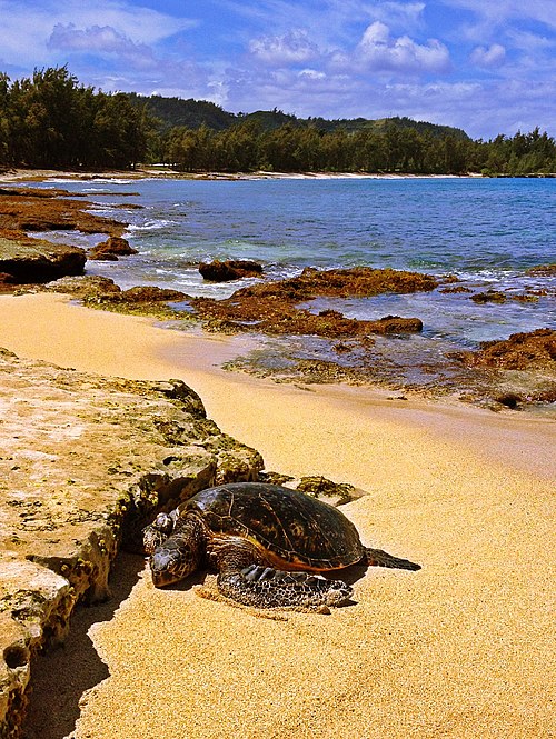 Turtle Bay things to do in Waialua