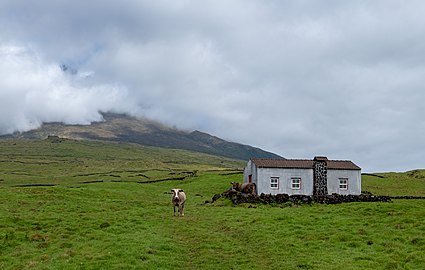Two curious cows (Bos taurus), Pico Island, Azores, Portugal