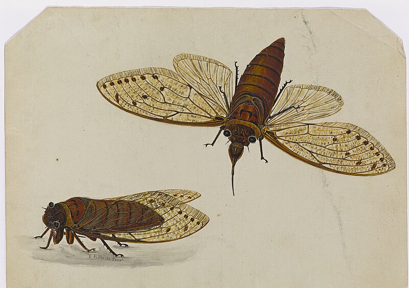 File:Two studies of an insect (Cicada) - Ann Lee - 107-1973-63.jpg