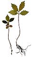 Ulmus americana seedlings.jpg