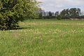 Weide met kievitsbloemen bij het natuurreservaat Untere Seeveniederung