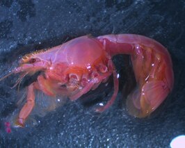 Upogebia pusilla