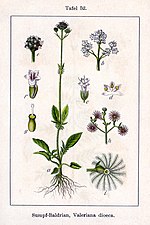 Thumbnail for Valeriana dioica