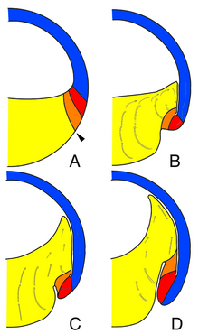 صورة حركات دورة الإنبات.