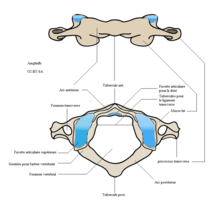 Vertèbre cervicale C1 - Atlas.png