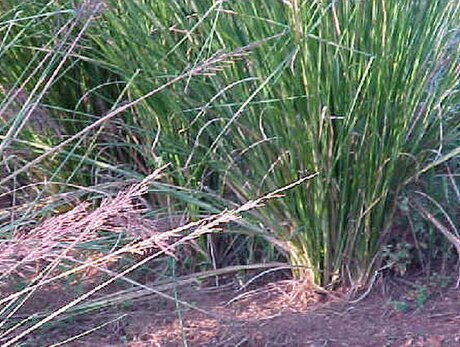 Cỏ hương bài