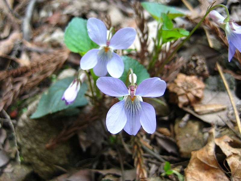 File:Viola stewardiana 02.JPG