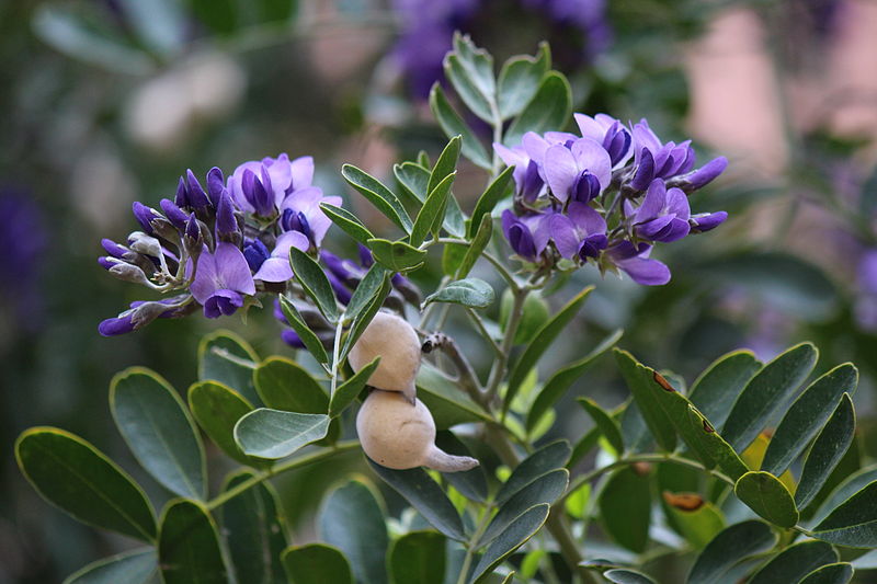 File:Vitex Trifolia.JPG