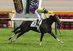 ウオッカ (競走馬) - Wikipedia