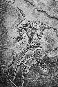 Археоптерикс: Палеобиологија, Сличност са диносаурусима и данашњим птицама, Archaeopteryx у популарној култури