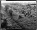 Trestle-Brücken der Frisco Bridge und Harahan Bridge über das Flutgebiet des Mississippi