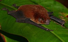 La chauve-souris moustachue de Wagner (Pteronotus personatus) (38053341645) .jpg