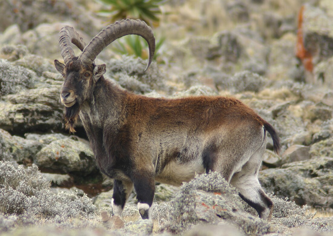 Walia ibex