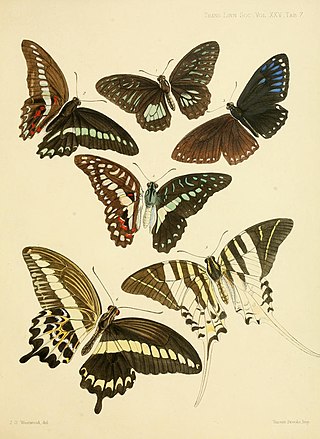<i>Graphium anthedon</i> Species of butterfly