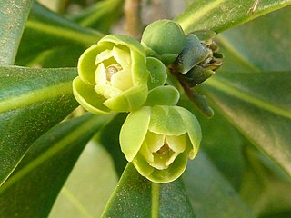 <i>Warburgia salutaris</i> Species of tree