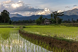 Water reflection of a dirt road in green paddy fields, karst mountains and clouds at sunset in Vang Vieng Laos