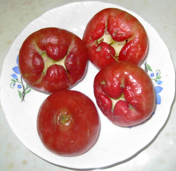 File:Wax apple (Syzygium samarangense).jpg