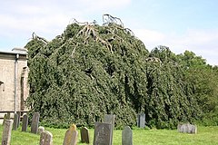 Weeping Beech - geograph.org.uk - 525739.jpg 