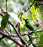 West Sumatra Copperersith Barbet.jpg