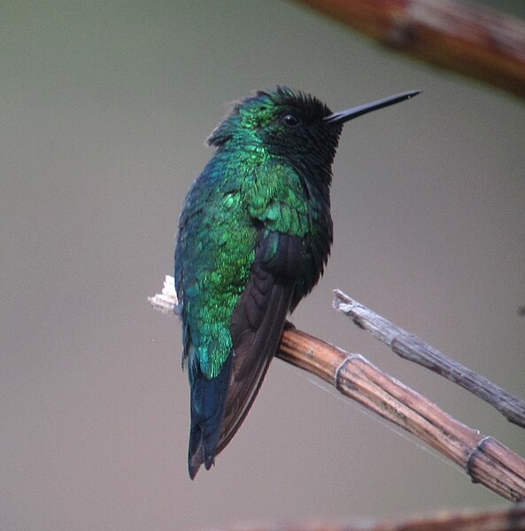 File:Western Emerald (Chlorostilbon melanorhynchus) male.jpg