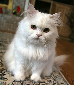 White Persian Cat.jpg