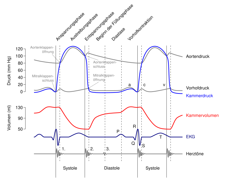 File:Wiggers Diagram de.svg