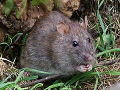 Rat brun, Rattus norvegicus