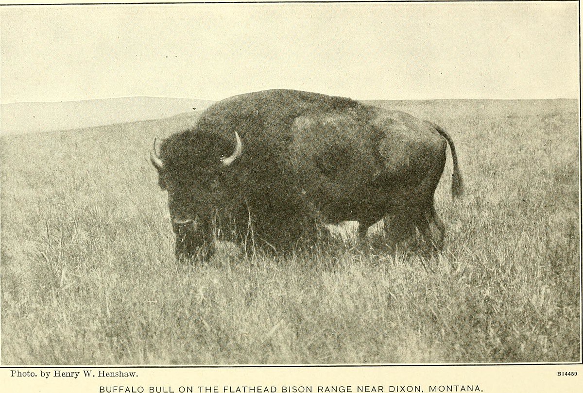 File:Wild animals of Glacier National Park. The mammals, with notes on  physiography and life zones (1918) (14746278604).jpg - Wikimedia Commons