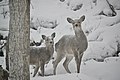 2020年7月24日 (金) 04:07時点における版のサムネイル