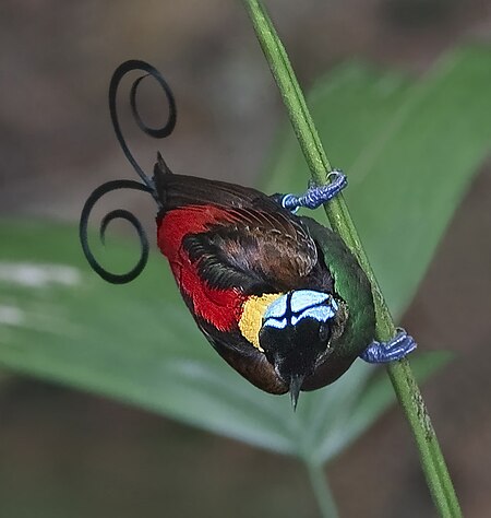 Wilson's Bird of Paradise.jpg