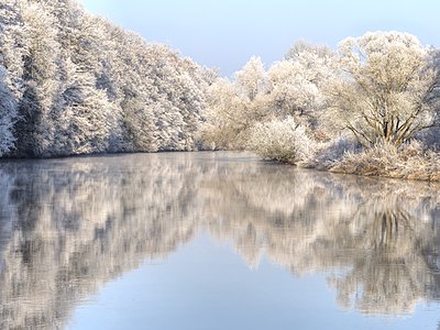 Trees of the Bruderwald on the Regnitz, Germany