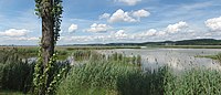 Untersee des Bodensees (Vogelschutzgebiet)