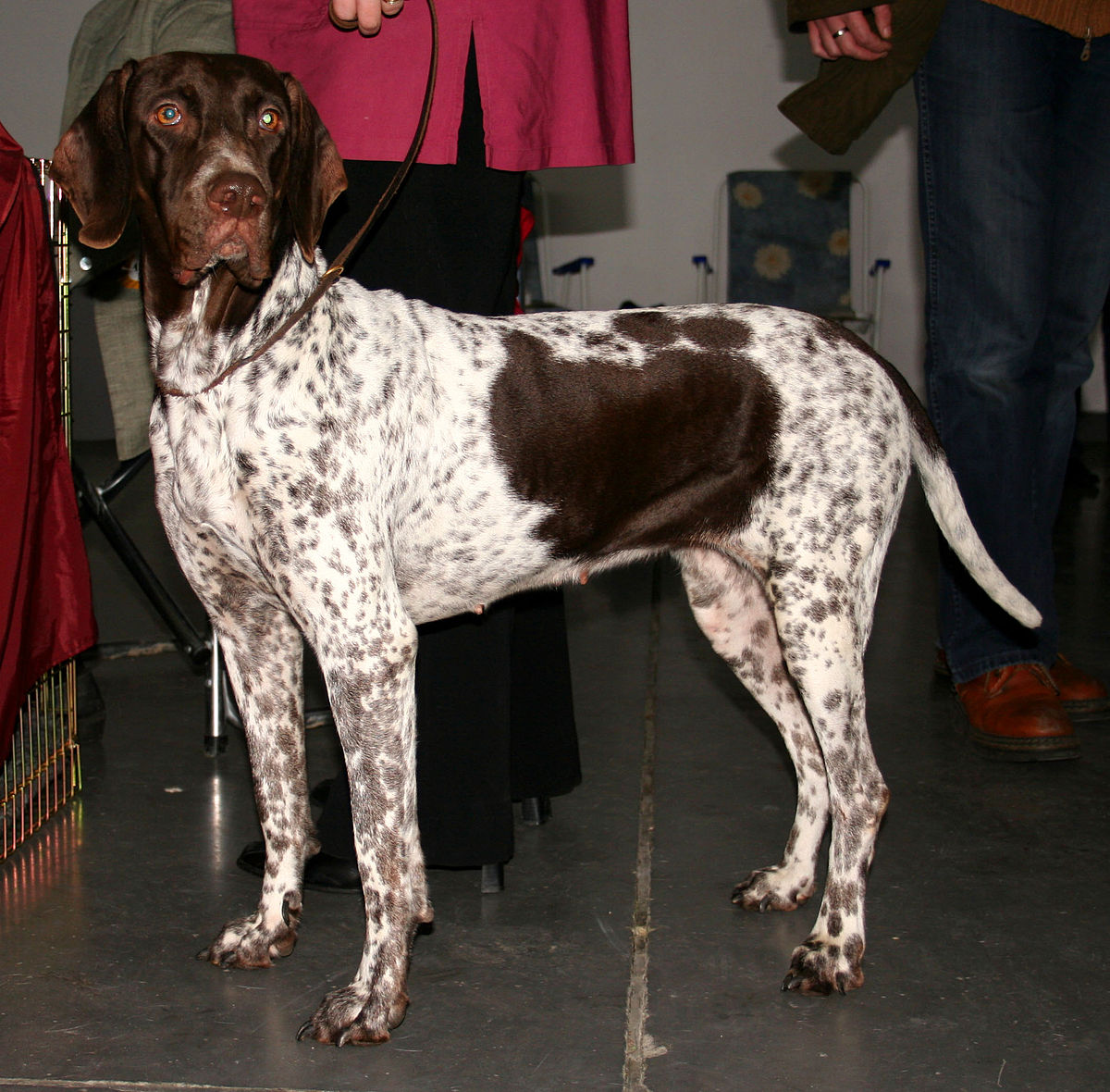 spotted hunting dog