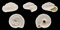 * Nomination Shell of a Moroccan land snail, Xerosecta pharussica minor --Llez 05:52, 30 March 2020 (UTC) * Promotion  Support Good quality. --Ermell 05:59, 30 March 2020 (UTC)