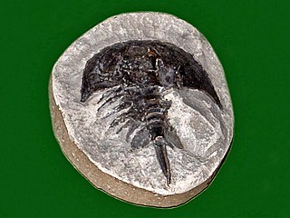 <i>Belinurus</i> Extinct genus of horseshoe crab relatives