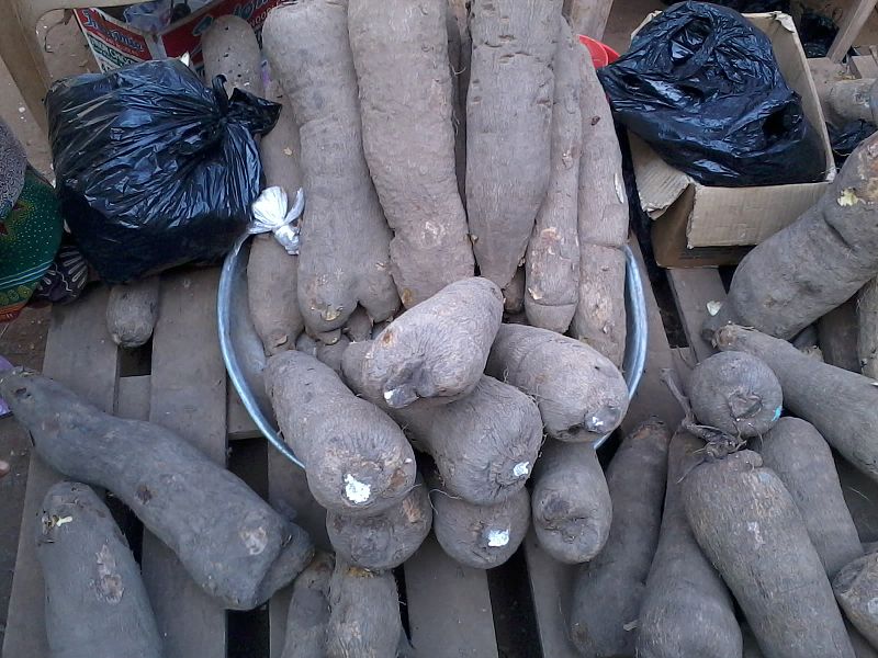 File:Yam 1.jpg