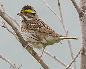 Yellow-browed bunting (Emberiza chrysophrys) Eocheong Island Korea 2012.jpg