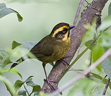 Жълто райета Brushfinch.jpg