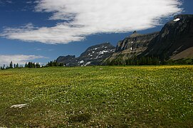 Wildflower at Logan Pass