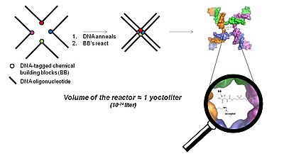 Fig. 5 Fundamental principle of the YoctoReactor. The center of 3, 4 and 5 way DNA junctions (a 4-way junction is shown here) becomes a yoctoliter-scale reactor where small molecule synthesis is facilitated in what has been termed the YoctoReactor (yR). Colored circles depict the chemical building blocks (BB) which are attached to carefully designed DNA oligonucleotides (black lines). Upon DNA annealing the BB are brought into proximity at the center of the DNA junction where they undergo chemical reaction. Yoctoreactor basic principle wiki1.JPG