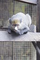 Young Putty-nosed monkey (Cercopithecus nictitans) on wood.JPG