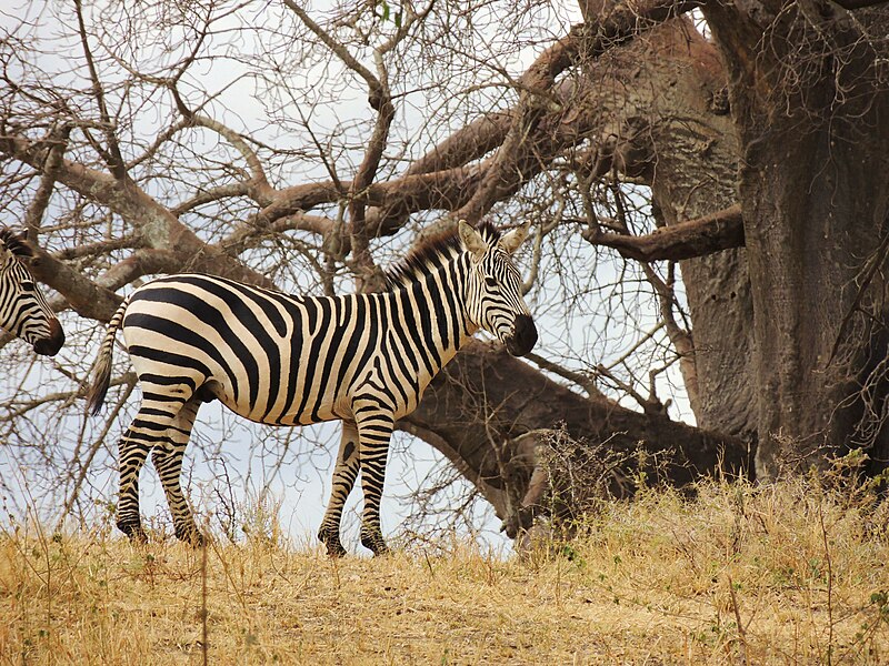 File:Zebra - Equus quagga.jpg