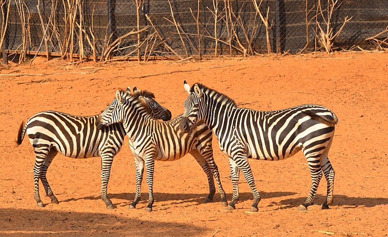 File:Zebra in Korat Zoo.jpg