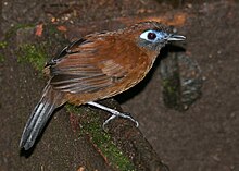 Zeledon's antbird (F).jpg