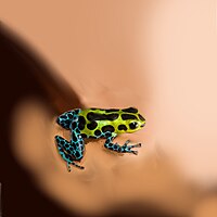 Zimmerman's poison frog