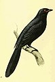 Zoological Illustrations Volume III Plate 179.jpg