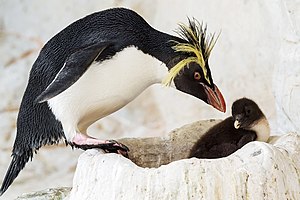 Tiergarten Schönbrunn: Geschichte, Große Pandas, Erlebniswelten