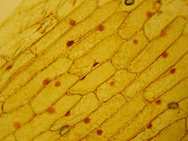 Microspopisch beeld van de epidermis van de ui