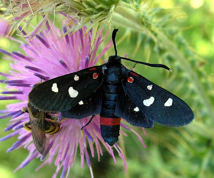 File:Zygaena ephialtes, Lepidoptera-Zygaenidae.jpg