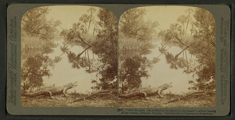 File:"And the palm tree nodded to the mirror in the jungle" -- winter beauty of the tropics, Ormond, Florida, by Underwood & Underwood.jpg